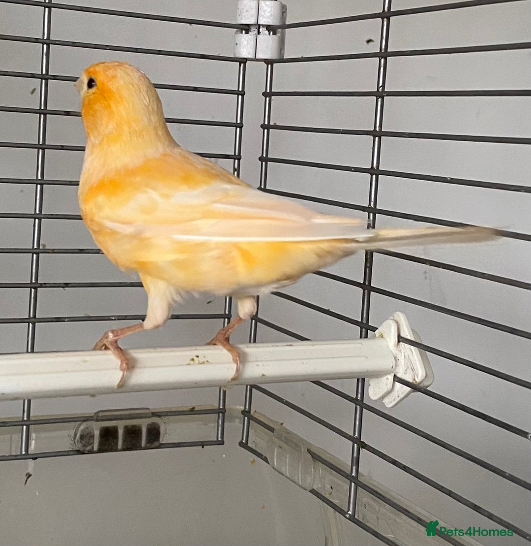 Canaries birds for sale: Female  - Advert 6