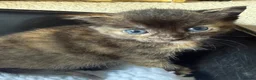 Mixed Breed cats for sale: 2 female kittens available and ready to go  in Totnes - Advert 8