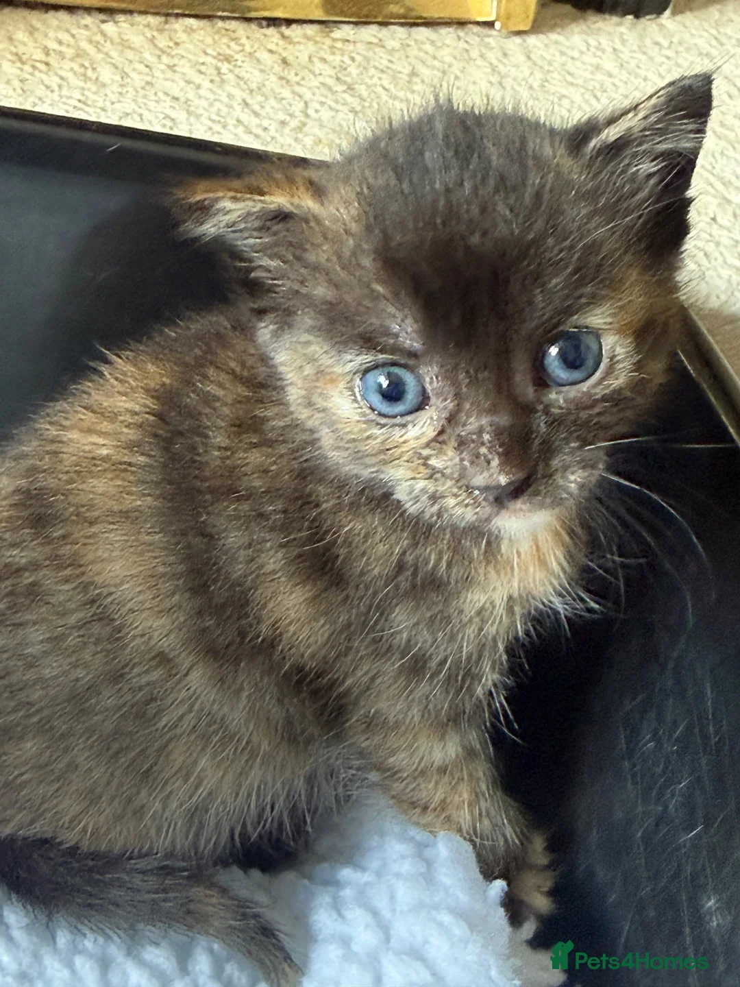Mixed Breed cats for sale: 2 female kittens available and ready to go  in Totnes - Advert 8