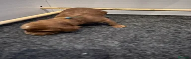 Puppy 3. Blue