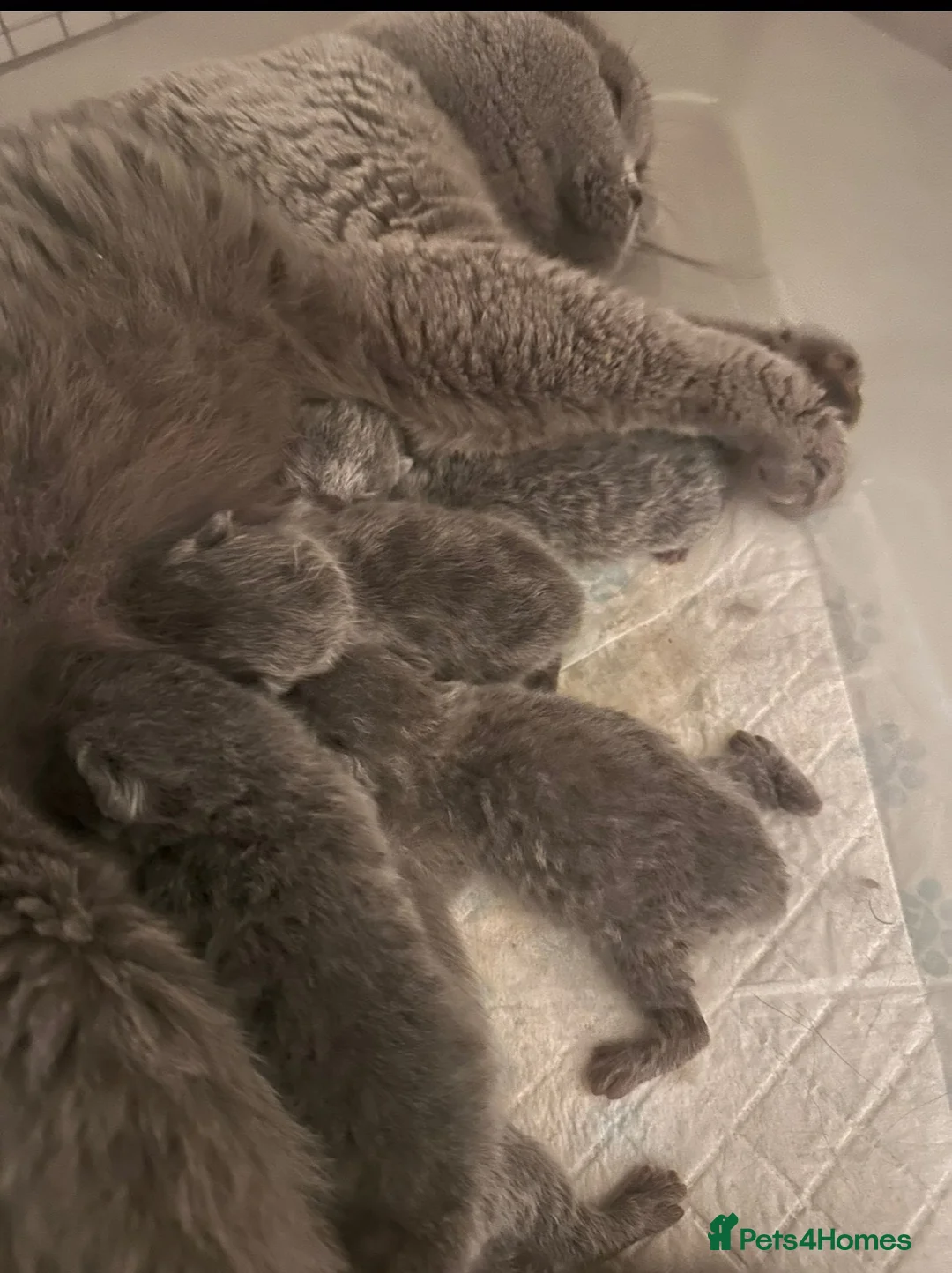 British Shorthair cats for sale: GCCF registered kittens - Advert 2