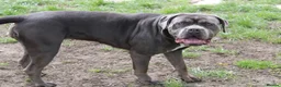 Cane Corso dogs for sale: Loving girl needing home asap - Advert 2