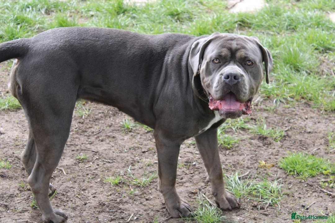 Cane Corso dogs for sale: Loving girl needing home asap - Advert 2