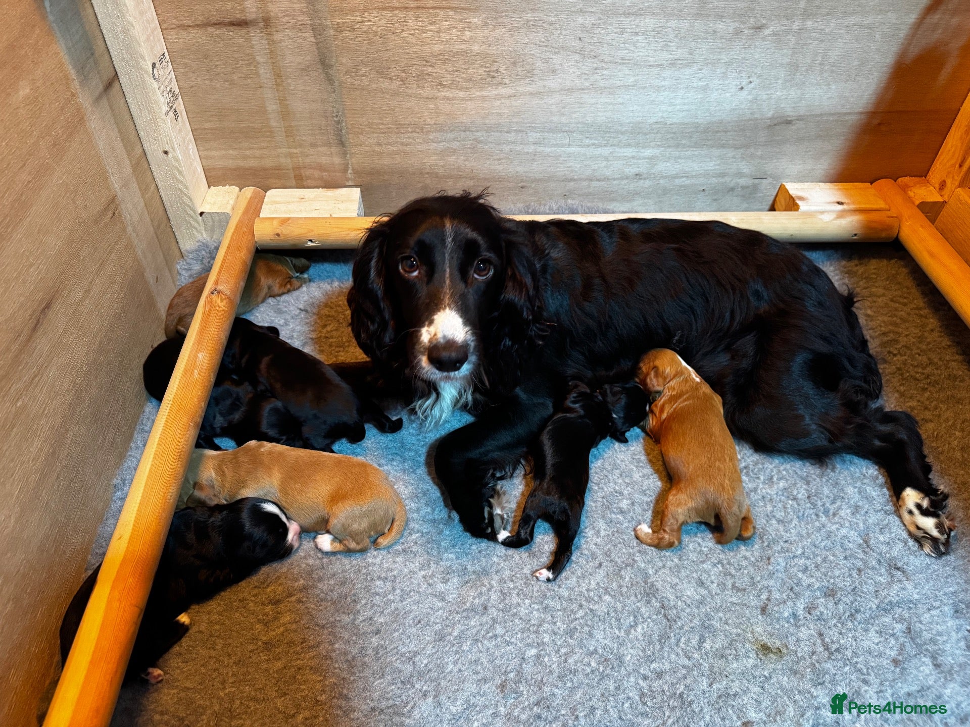 Cocker Spaniel dogs Stunning cocker spaniel puppies  - Advert 1