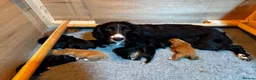 Cocker Spaniel dogs for sale: Stunning cocker spaniel puppies  - Advert 1