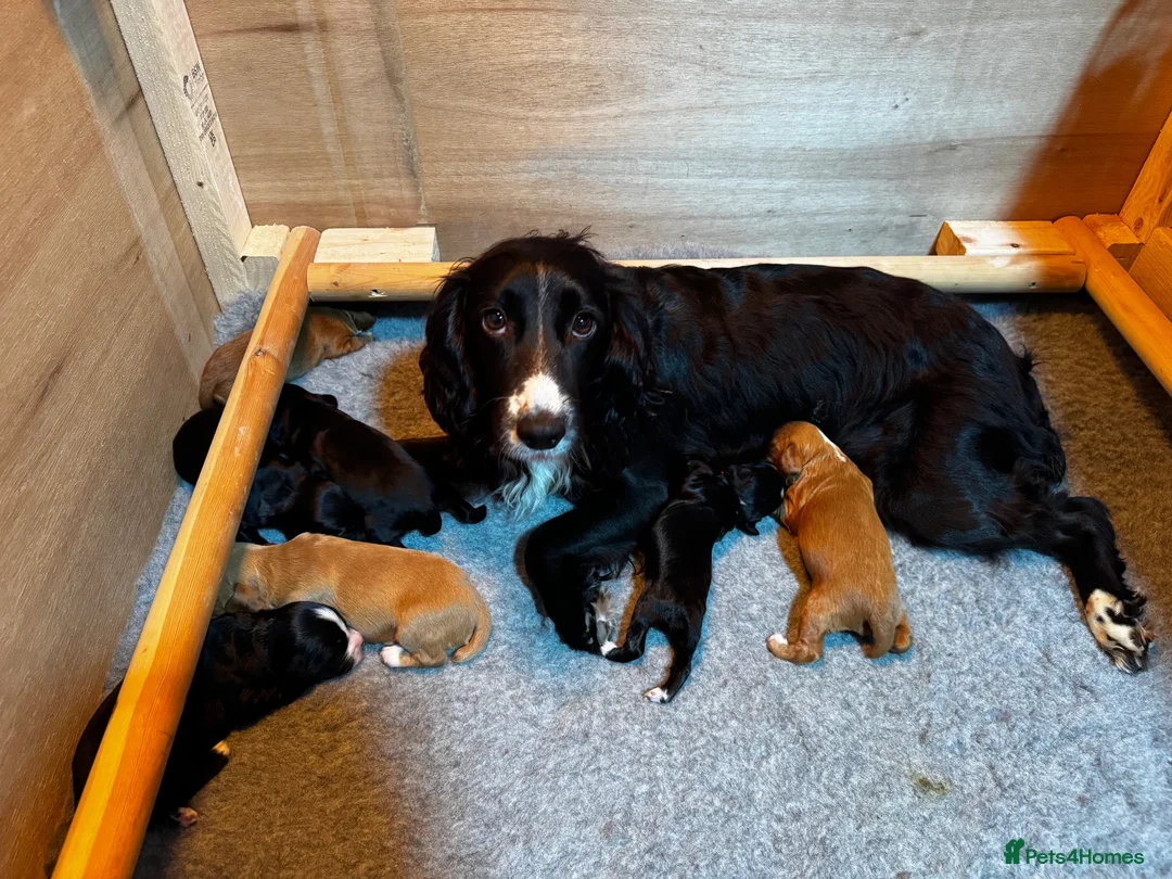 Cocker Spaniel dogs for sale: Stunning cocker spaniel puppies  - Advert 1
