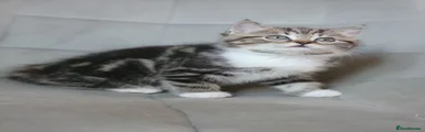Scottish Fold 2