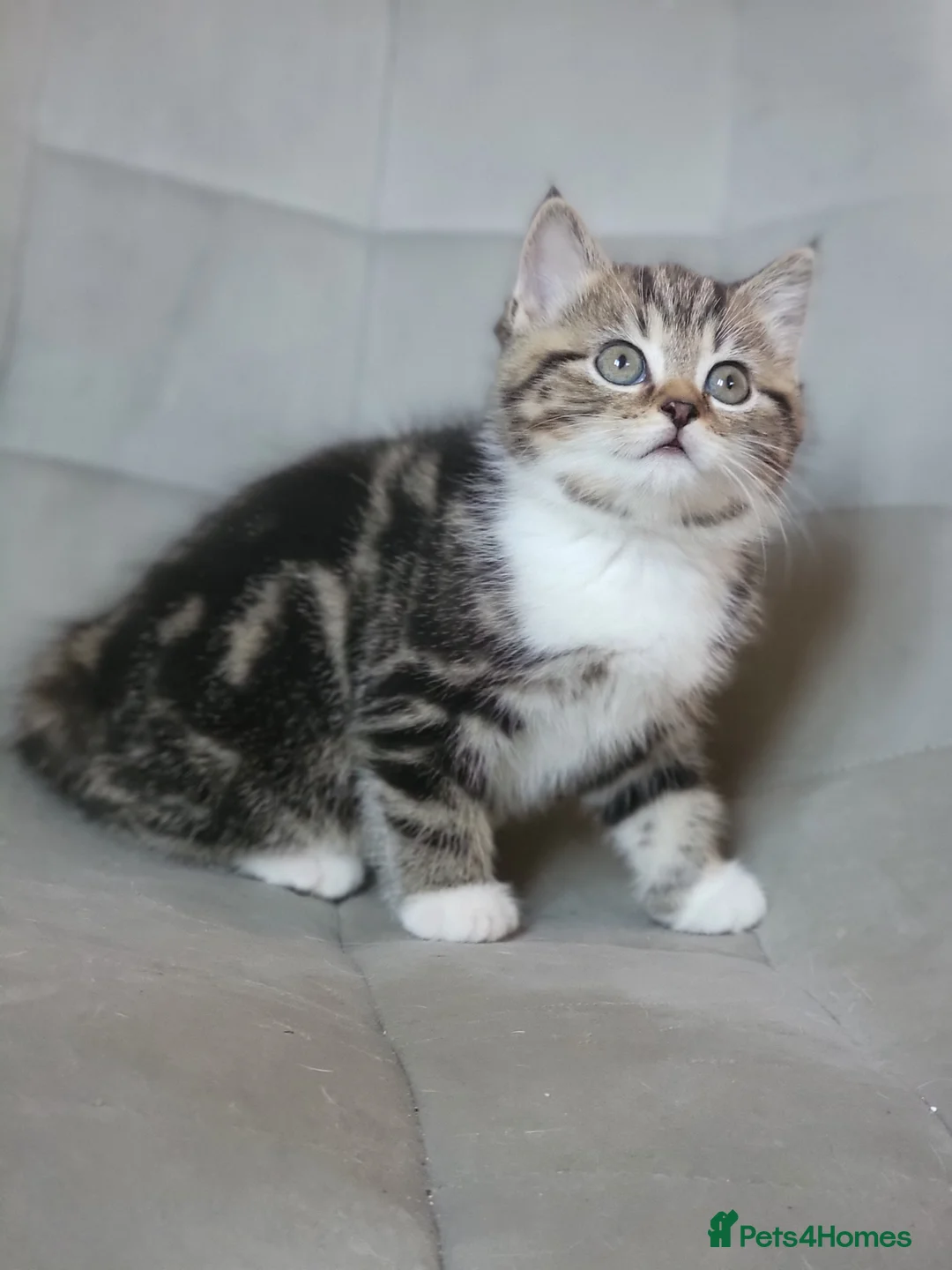 Scottish Fold cats for sale: Beautiful and healthy Scottish fold mixed - Advert 2