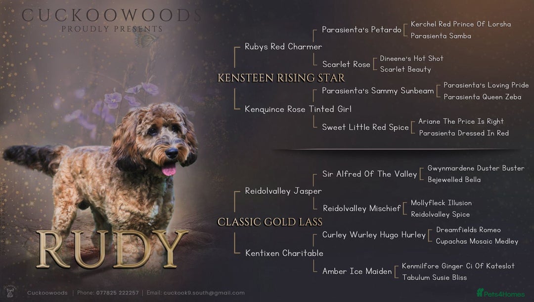 Mixed Breed dogs for sale: Cockapoo X Sproodle - Advert 5