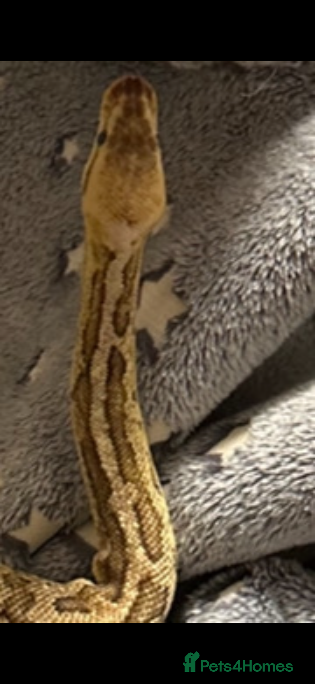 Python Snake reptiles for sale: Beautiful ball python and tank - Image 5