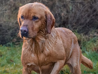 Labrador Retriever dogs PROVEN KC Fox Red Health Tested Labrador Stud Dog in Chippenham - Advert 1