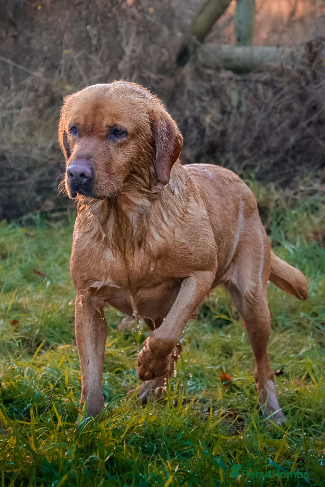 Labrador Retriever dogs for stud: PROVEN KC Fox Red Health Tested Labrador Stud Dog - Advert 1