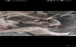 Whippet dogs for sale: Petite whippet puppies  - Image 2