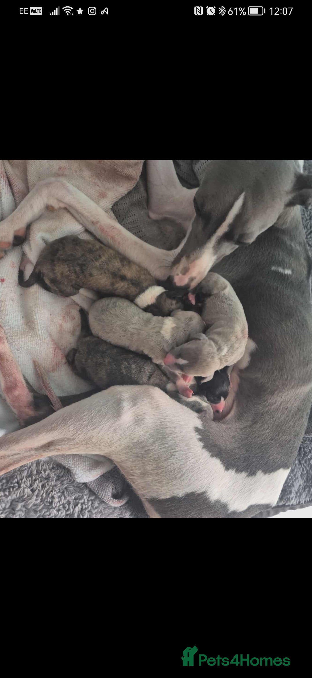 Whippet dogs for sale: Petite whippet puppies  - Image 2