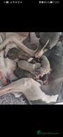 Whippet dogs Petite whippet puppies - Advert 11