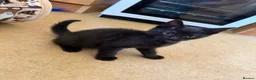 Mixed Breed cats for sale: Male kitten - Advert 5
