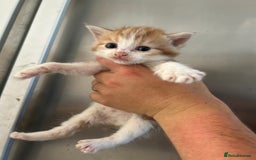 Mixed Breed cats for sale: Beautiful kittens - Image 4