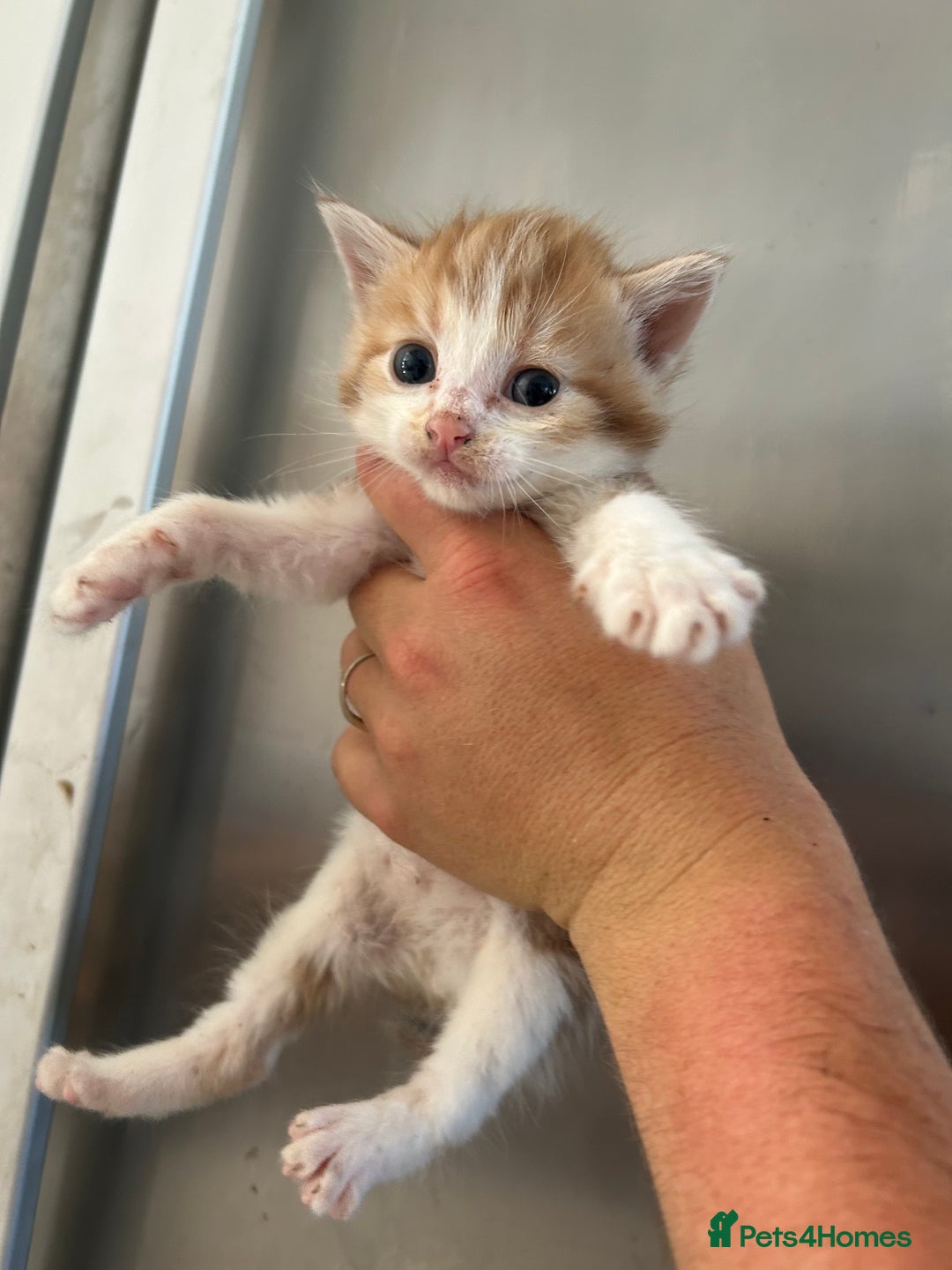 Mixed Breed cats for sale: Beautiful kittens - Image 4