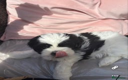 Shih Tzu dogs for sale: Puppies Shih tzu  in Peterborough - Image 5