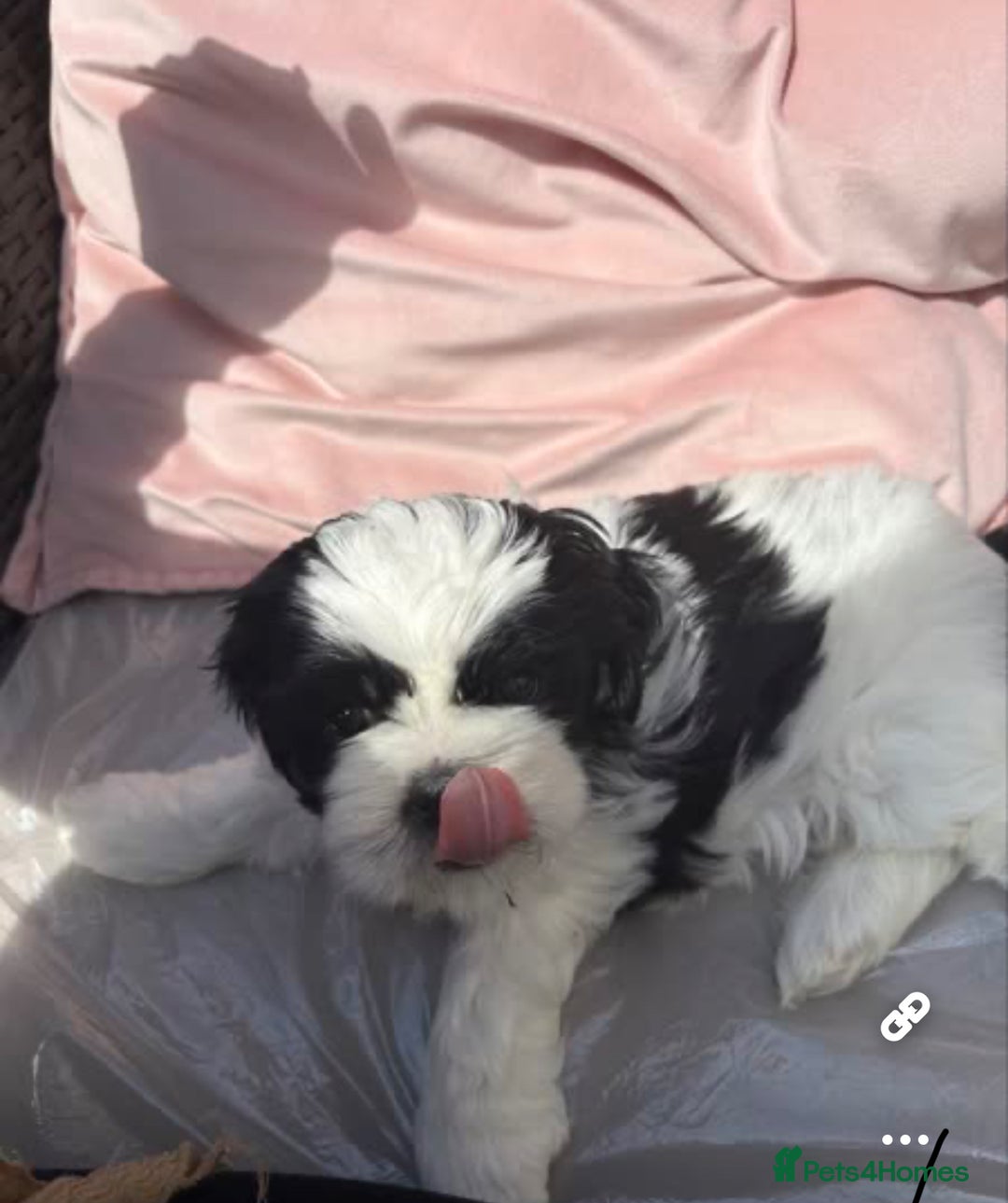 Shih Tzu dogs for sale: Puppies Shih tzu  in Peterborough - Image 5