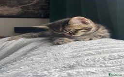 Mixed Breed cats for sale: Tabby kittens for sale - Image 20
