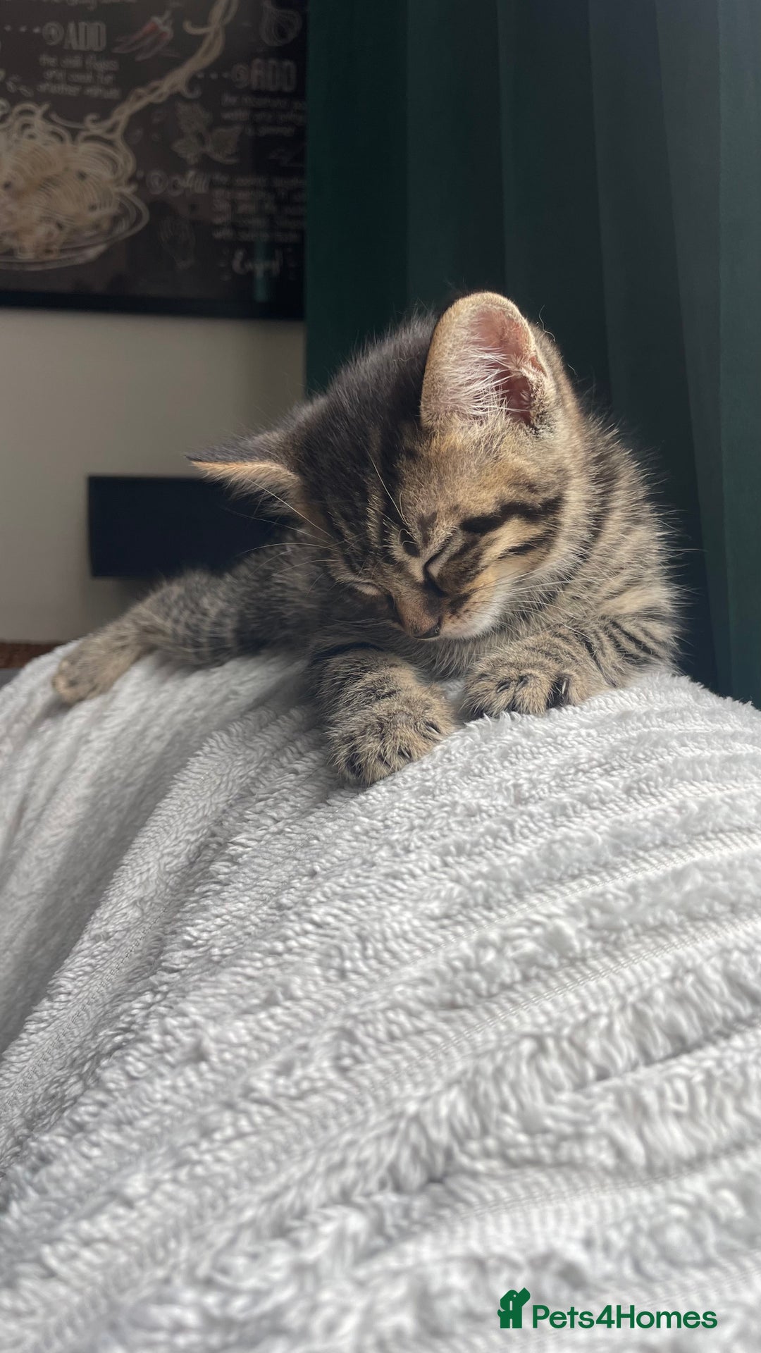 Mixed Breed cats for sale: Tabby kittens for sale - Image 20