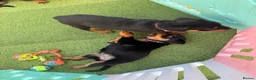 Rottweiler dogs for sale: Not tobe missed Beautiful strong healthy pups  - Advert 7