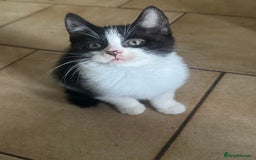 Mixed Breed cats for sale: 3 kittens looking for forever homes  - Image 1