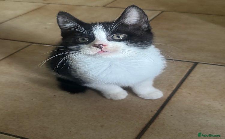 Mixed Breed cats - Advert 4