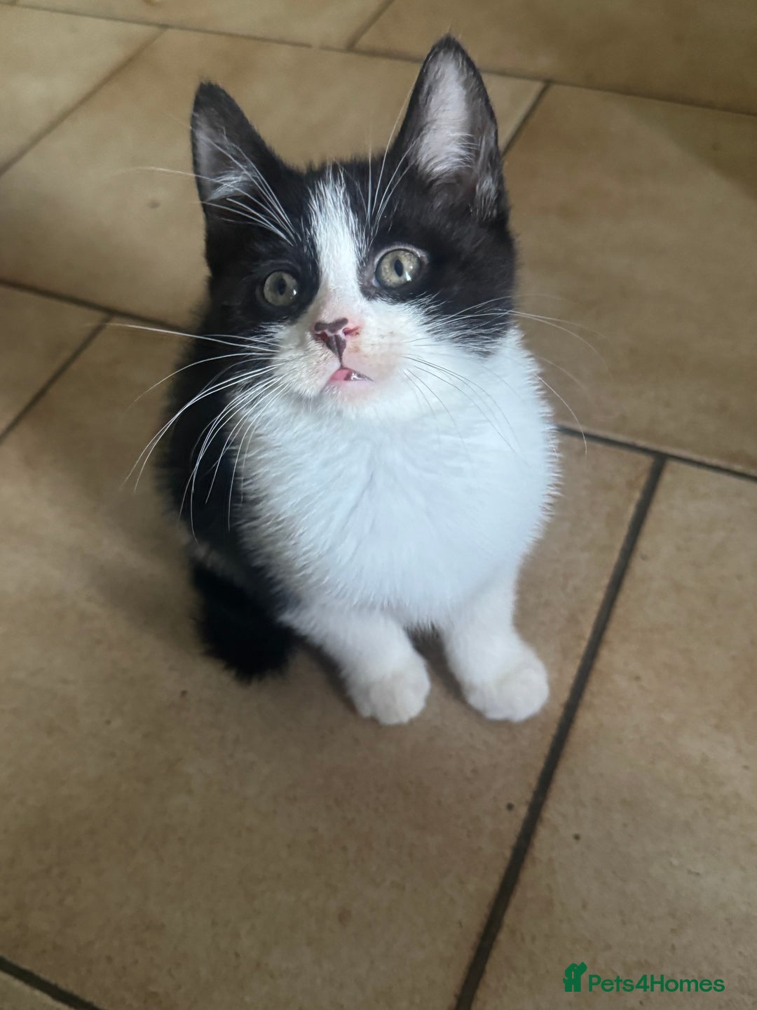 Mixed Breed cats for sale: 3 kittens looking for forever homes  - Image 1