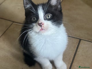 Mixed Breed cats - Advert 21