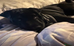 Shar Pei dogs for sale: shar pei - Image 6