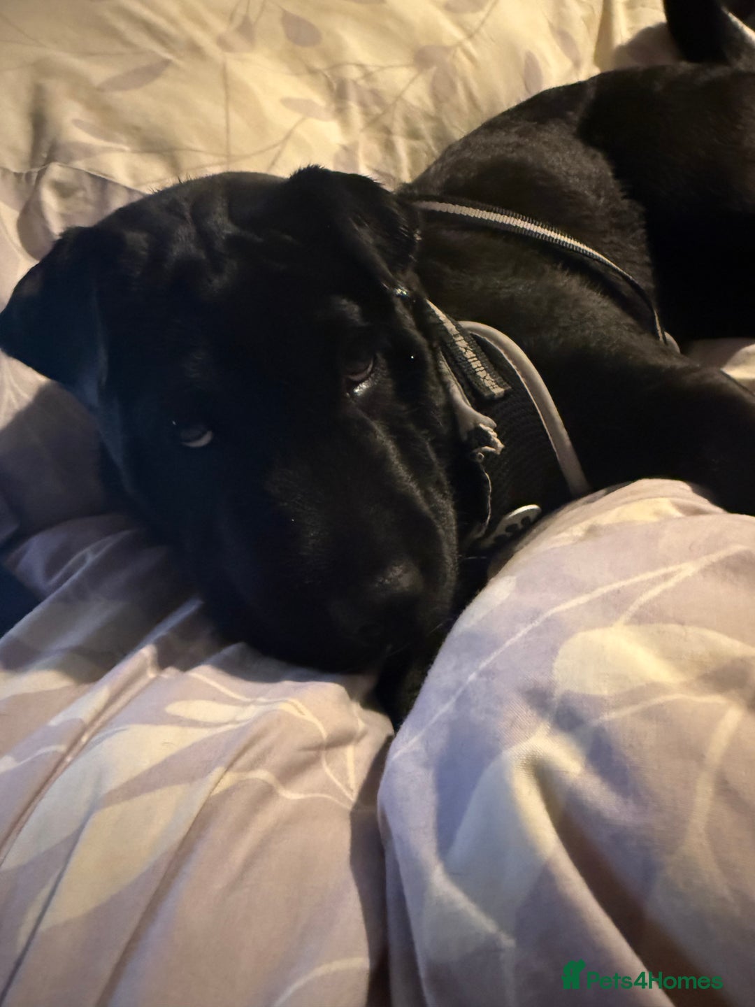 Shar Pei dogs for sale: shar pei - Image 6