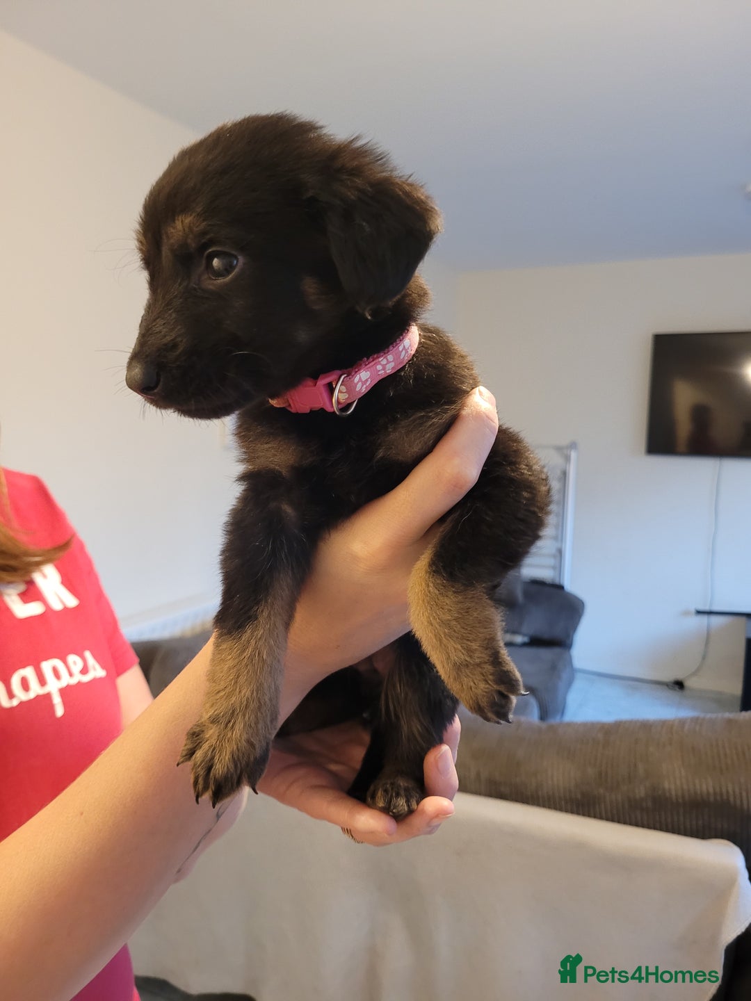 Mixed Breed dogs for sale: German Shepherd X Labrador  - Image 4