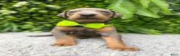 Dobermann dogs for sale: *KC REGISTERED* HEALTH TESTED DOBERMAN PUPPIES* - Advert 36