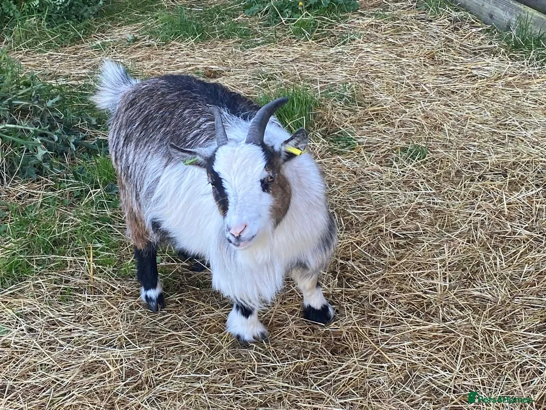Goats livestock for sale: 3 Pygmy Nanny Goats For Sale in Bridgwater - Advert 2