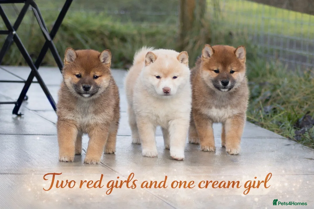 Japanese Shiba Inu dogs for sale: ❤️ Fall in Love with a Shiba Girl — Reduced Price - Advert 4