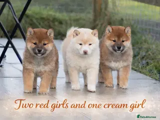 Japanese Shiba Inu dogs 🐶Top European & Japanese Bloodlines KC - Advert 2