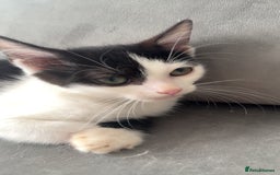 Ragdoll cats for sale: Gorgeous ❤️Bengal-Ragdoll Mix Kitten – £200 Today - Image 2