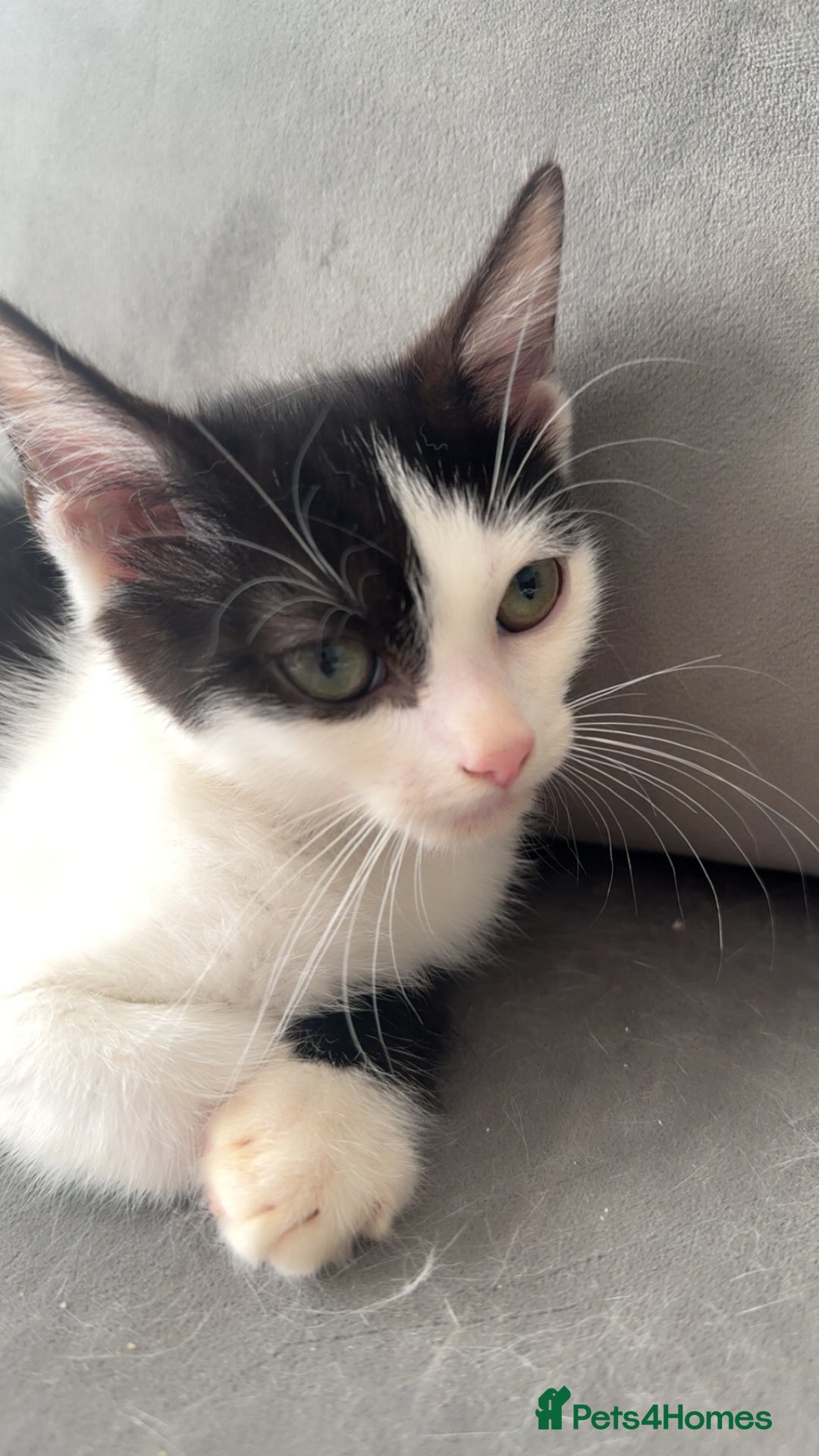 Ragdoll cats for sale: Gorgeous ❤️Bengal-Ragdoll Mix Kitten – £200 Today - Image 2