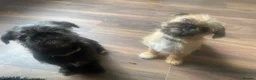 Mixed Breed dogs for sale: pug x shitzu  - Advert 6