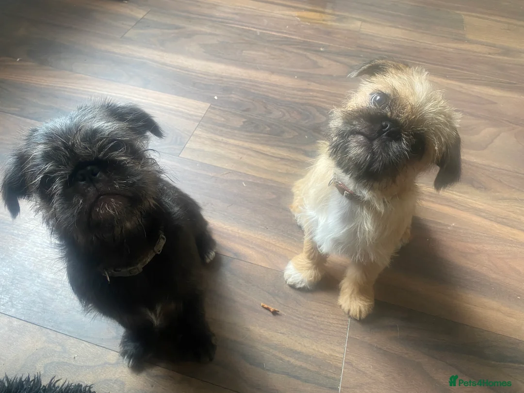 Mixed Breed dogs for sale: pug x shitzu  - Advert 6