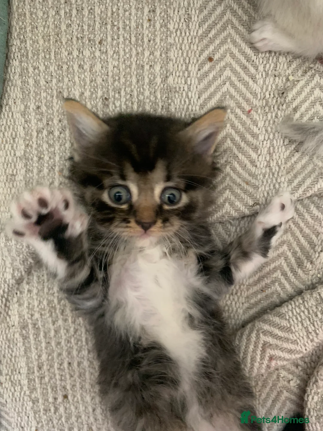 Mixed Breed cats for sale: Kittens need a new home to go to 💗 - Advert 11