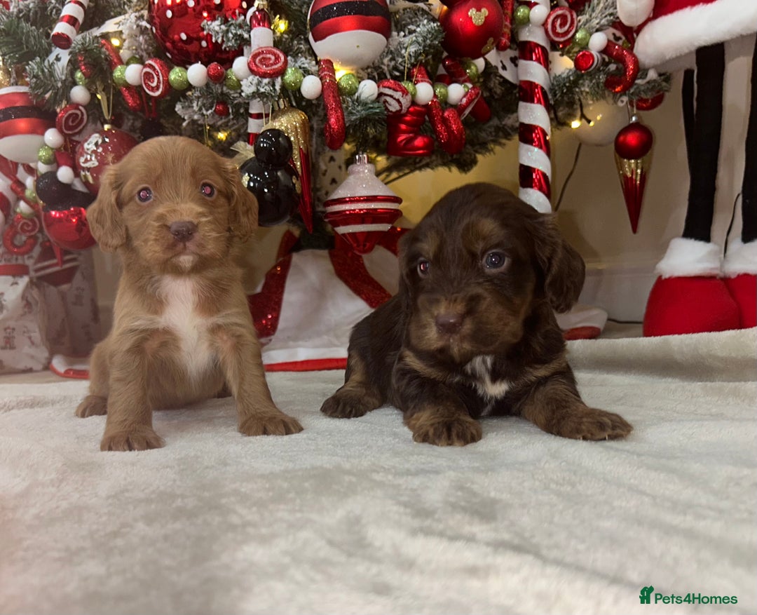 Cockapoo dogs for sale: Stunning cockapoo puppies  - Advert 17