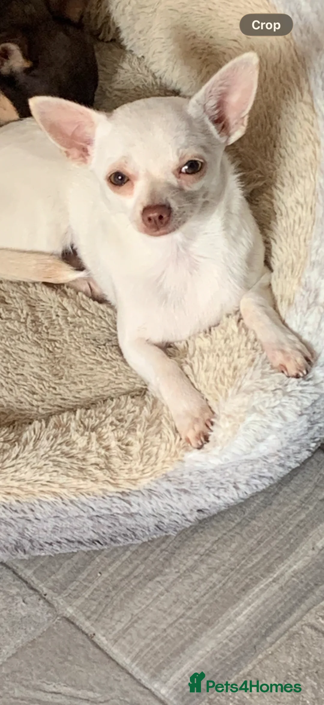 Chihuahua dogs for sale: Chihuahua puppy’s ( ready now) - Advert 2