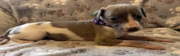 Whippet dogs for sale: Beautiful KC Whippet Puppies - Advert 2