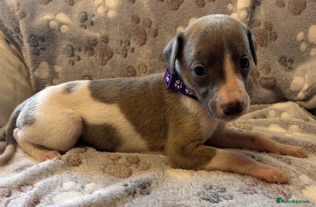Whippet dogs for sale: Beautiful KC Whippet Puppies - Advert 2