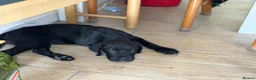 Bandog dogs for sale: Bandog - Ava  - Advert 3