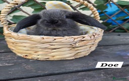 Mini Lop rabbits for sale: Pure bred Mini Lop Bunnies - Image 6