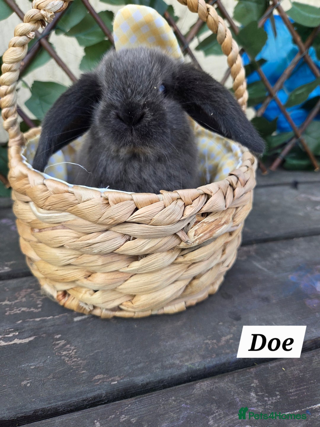 Mini Lop rabbits for sale: Pure bred Mini Lop Bunnies - Image 6